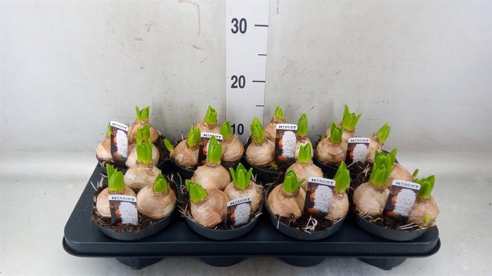 <h4>Hyacinthus orie. 'Pearl White'</h4>