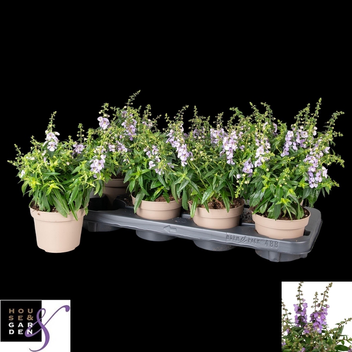 <h4>ANG SE PURPLE</h4>