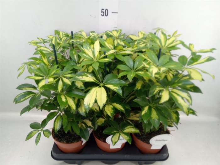 <h4>Schefflera arbor. 'Gerda'</h4>