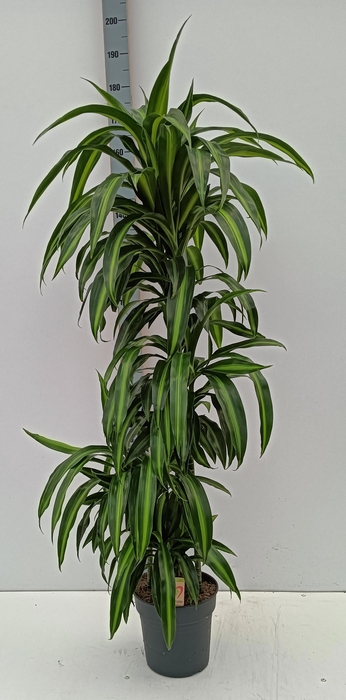 <h4>DRA FRAG HAWAI SUNSH</h4>