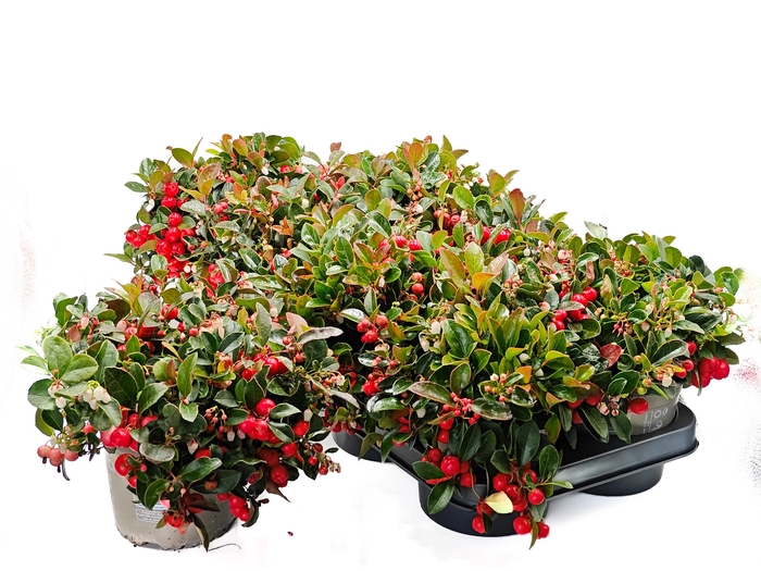 <h4>GAULTH PR BIG BERRY</h4>