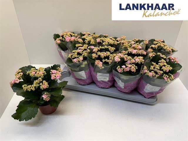 arr8 Kalan B Ge Perf Pink