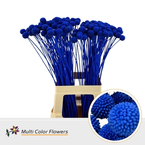 Craspedia Blauw donker