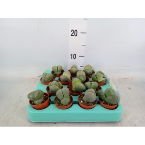 Lithops sp.