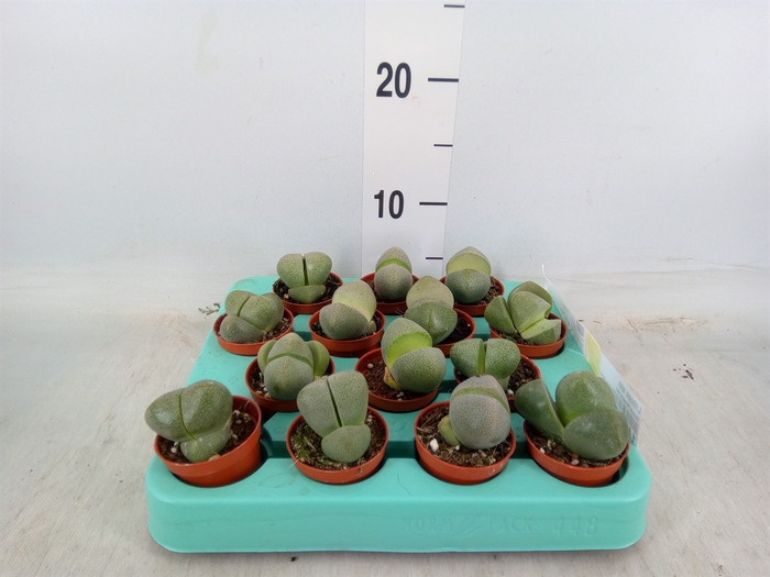 <h4>Lithops sp.</h4>