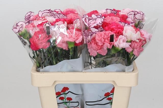<h4>Dianthus St Rainbow Mix Pink</h4>