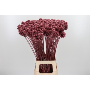 Allium Sphaero Kl Bh Rose Goud