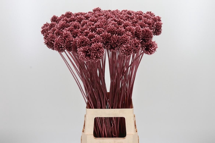 <h4>Allium Sphaero Kl Bh Rose Goud</h4>