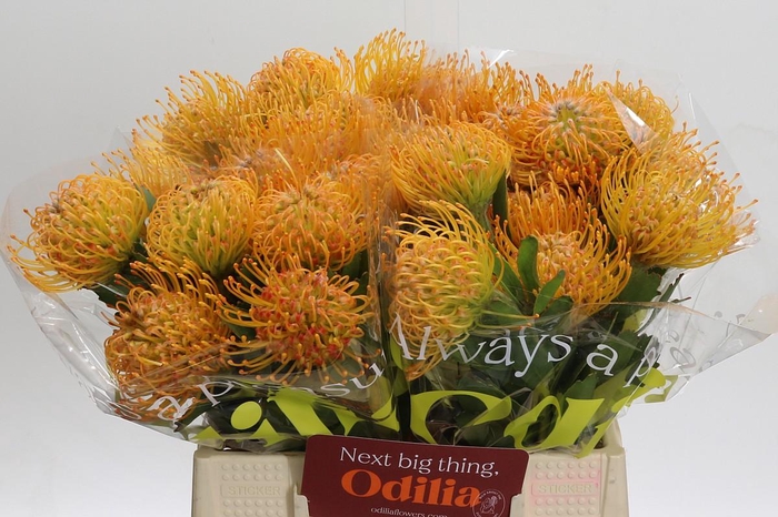 <h4>Nutans Soleil</h4>