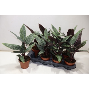 arr8 Apob Acuminatissima