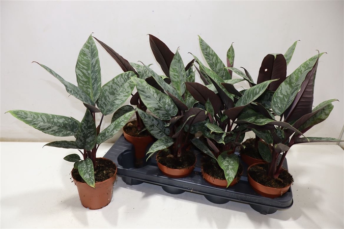 <h4>arr8 Apob Acuminatissima</h4>