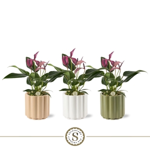 Monza Keramiek 9cm Zizou