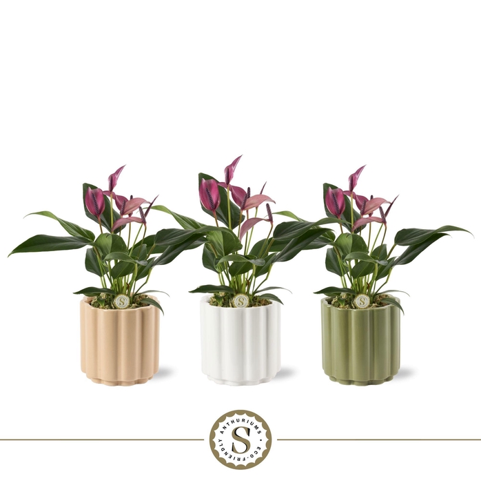 <h4>Monza Keramiek 9cm Zizou</h4>