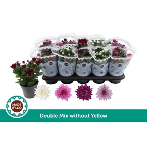 Chrysant Double mix without yellow
