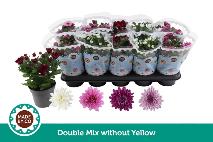 <h4>Chrysant Double mix without yellow</h4>