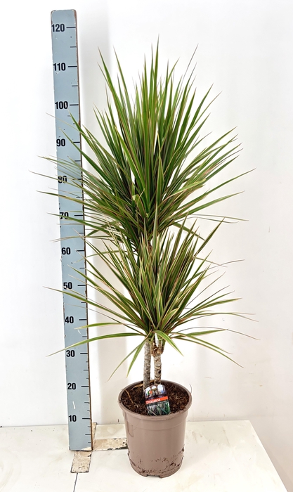 <h4>DRA MARG BICOLOR</h4>