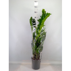 Zamioculcas zamiifolia