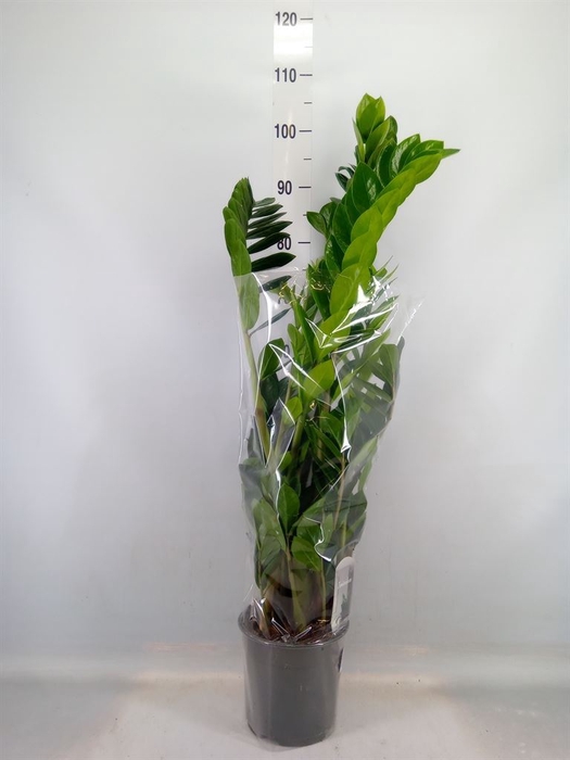 <h4>Zamioculcas zamiifolia</h4>