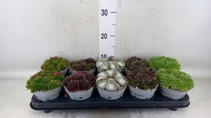 <h4>Sempervivum ...</h4>