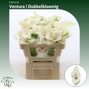 Calla Ventura | Dubbelbloemig