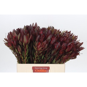 Leucadendron Saf Sunset Dark R.Spray Twins