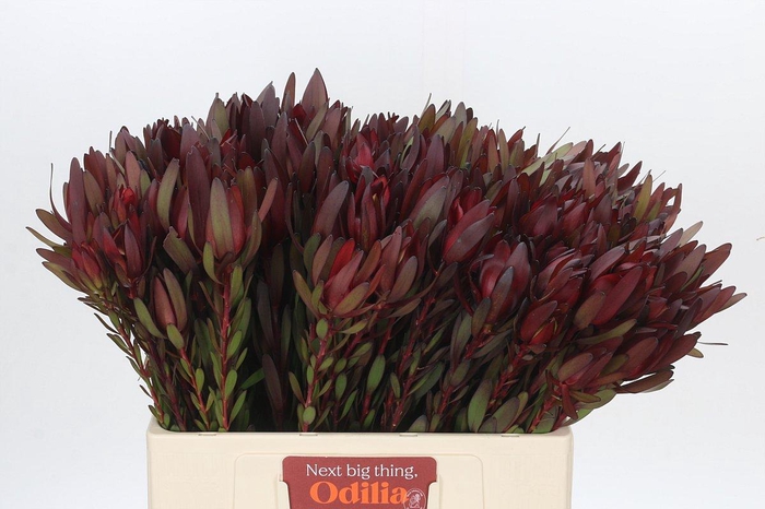 <h4>Leucadendron Saf Sunset Dark R.Spray Twins</h4>