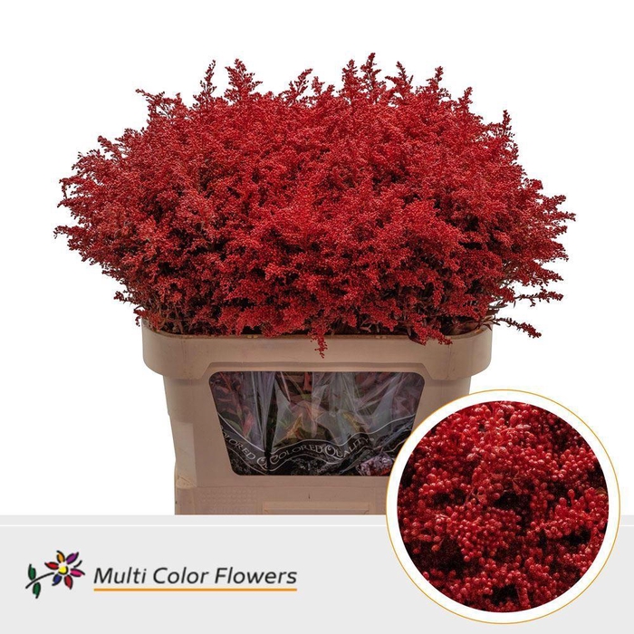 Solidago Colored PLATINUM