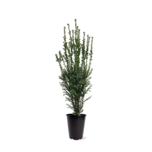 Taxus media 'Hillii' (zonder etiket)