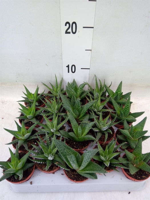 <h4>Aloe   ...mix</h4>