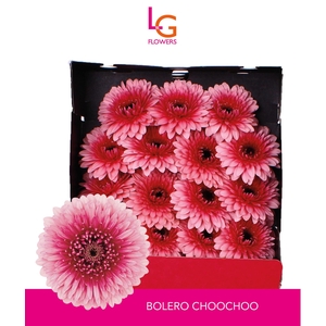 Germini Pomponi Choochoo Diamond