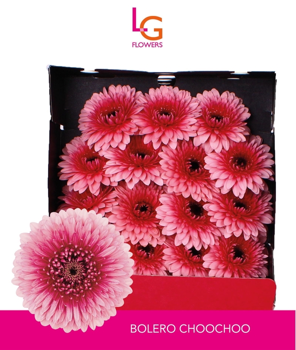 <h4>Germini Pomponi Choochoo Diamond</h4>