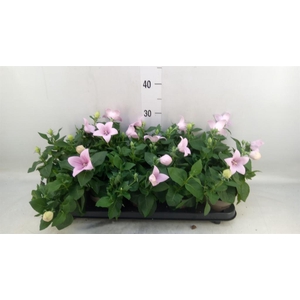 Platycodon grand. 'Astra Pink'