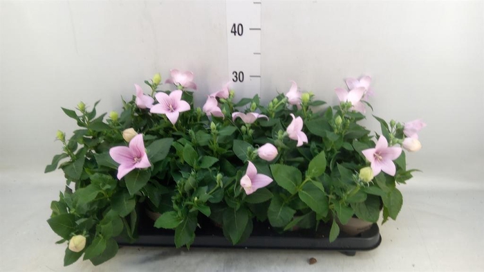 <h4>Platycodon grand. 'Astra Pink'</h4>