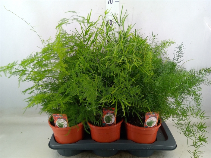 <h4>Asparagus   ...mix 3</h4>