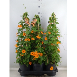 Thunbergia alata 'Orange BlackEye'