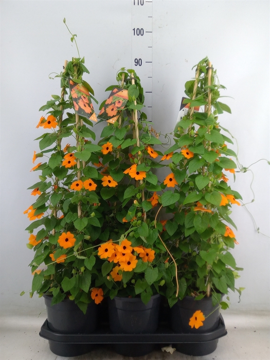 <h4>Thunbergia alata 'Orange BlackEye'</h4>