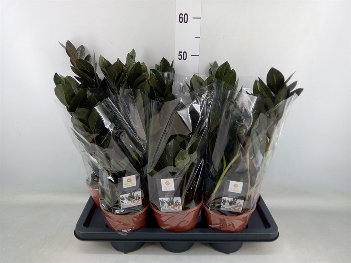 <h4>Zamioculcas zamiifolia 'Dowon'</h4>