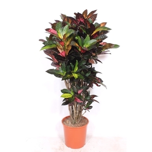 Codiaeum Iceton (Croton Iceton)