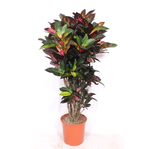 <h4>Codiaeum Iceton (Croton Iceton)</h4>