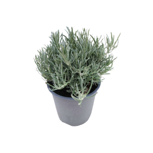 Helichrysum italicum