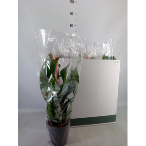 Aechmea fasciata 'Primera'