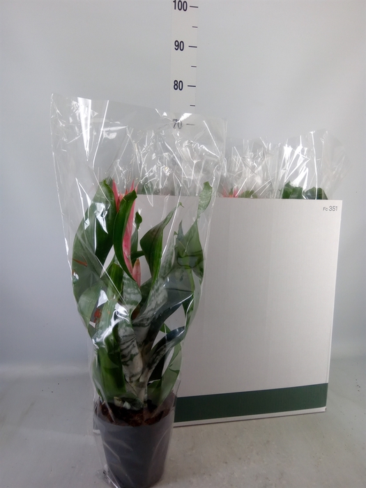 <h4>Aechmea fasciata 'Primera'</h4>
