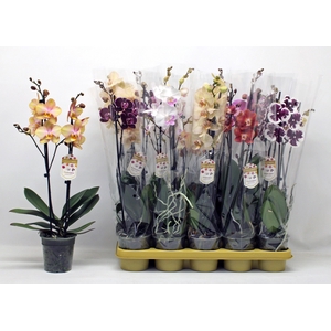 PHAL GEM