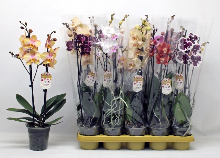 <h4>PHAL GEM</h4>