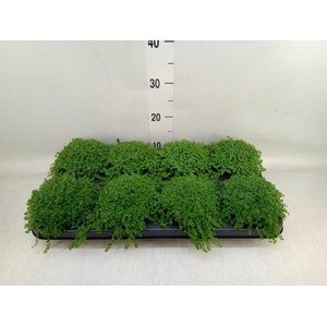 Soleirolia soleirolii   ...green