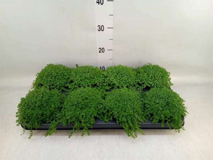 <h4>Soleirolia soleirolii   ...green</h4>