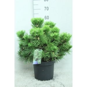 Pinus nigra 'Nana' P26 potgekweekt
