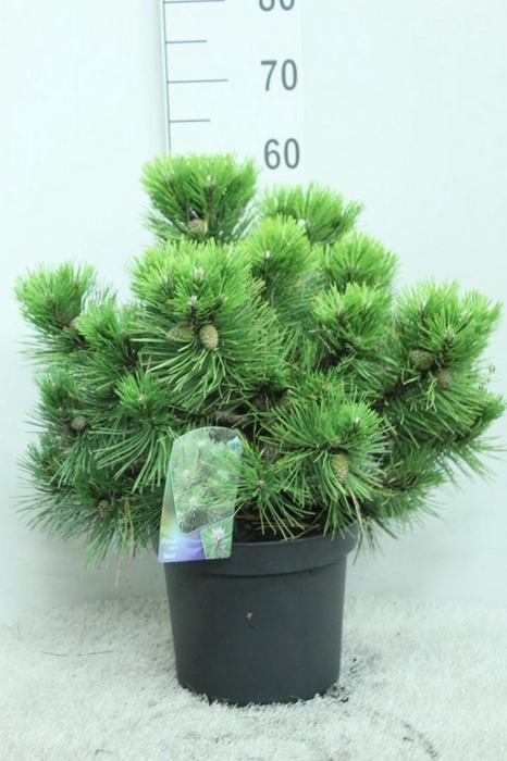 <h4>Pinus nigra 'Nana' P26 potgekweekt</h4>
