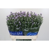 Aster Cassandra