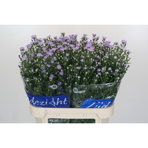 Aster Cassandra